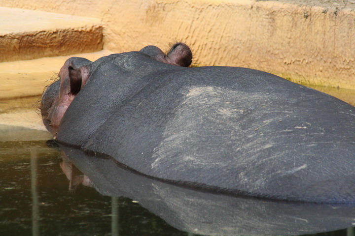 Hippo_08_0001.JPG