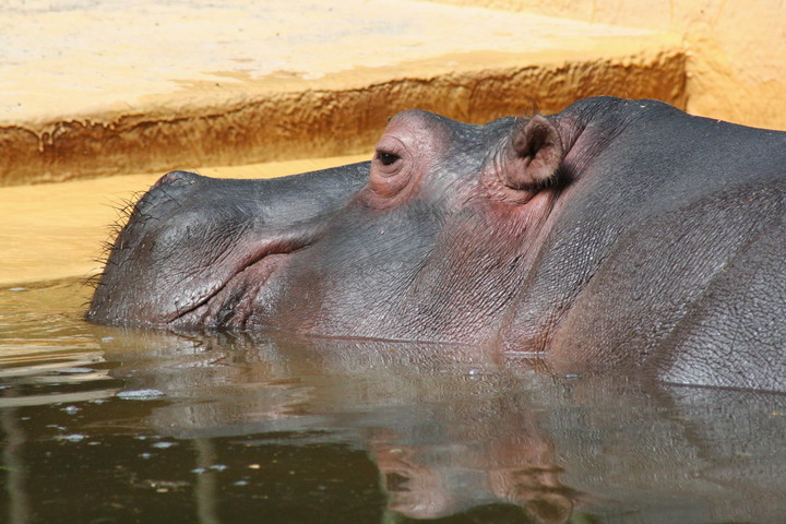 Hippo_08_0002.JPG