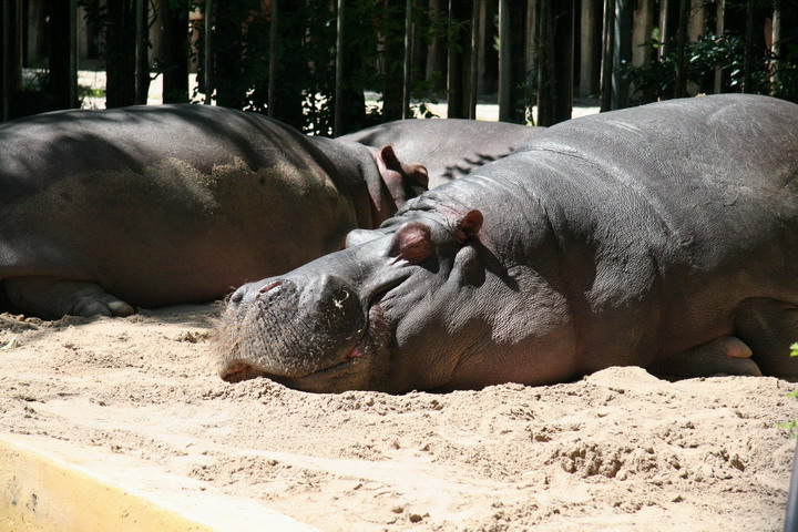 Hippo_08_0003.JPG