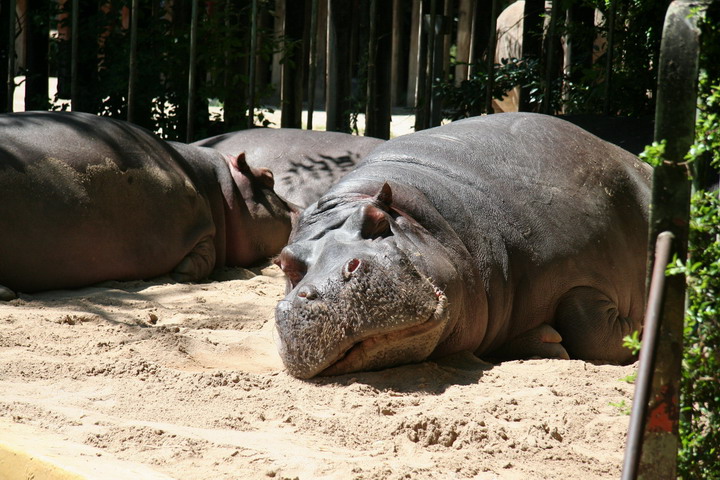 Hippo_08_0004.JPG