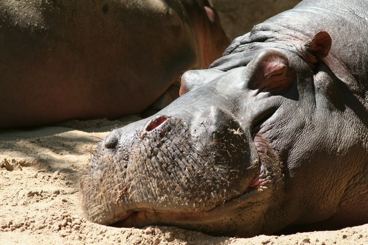 Hippo_08_0005.JPG