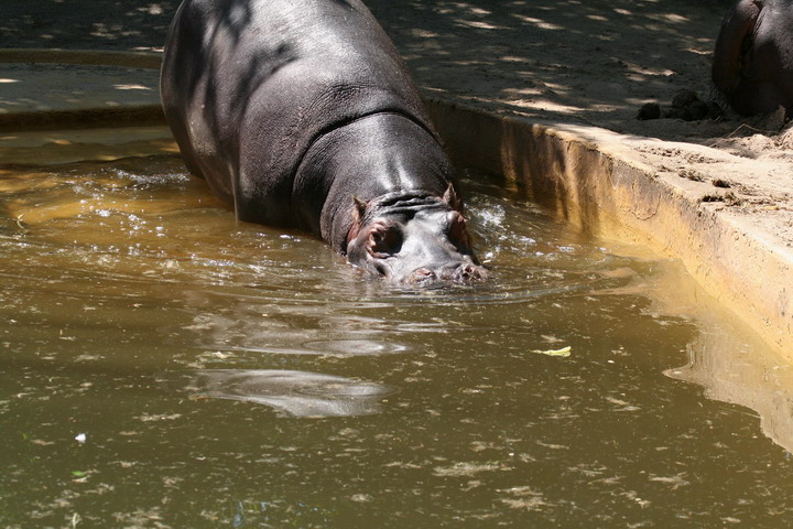 Hippo_08_0006.JPG