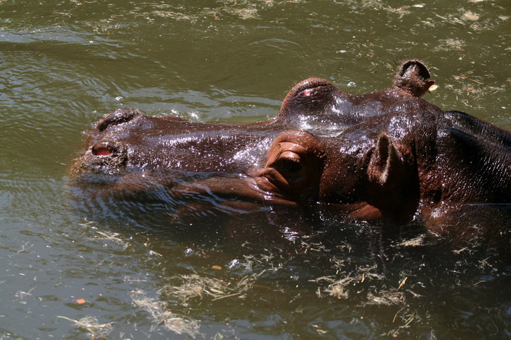 Hippo_08_0007.JPG