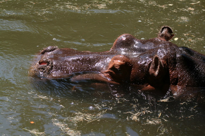 Hippo_08_0008.JPG