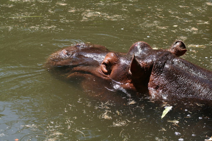 Hippo_08_0009.JPG