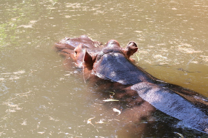 Hippo_08_0010.JPG