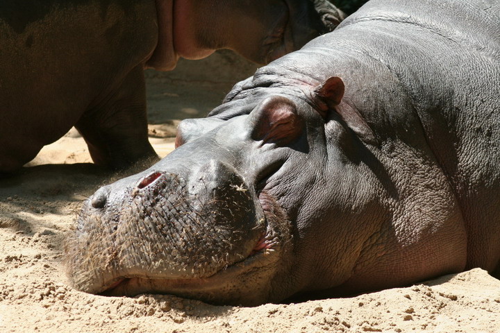 Hippo_08_0011.JPG
