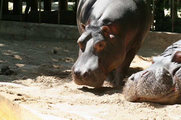 Hippo_08_0012.JPG