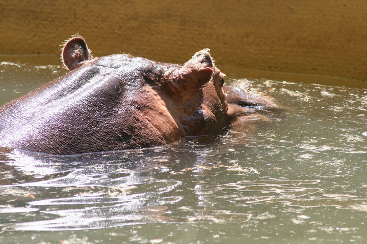 Hippo_08_0013.JPG