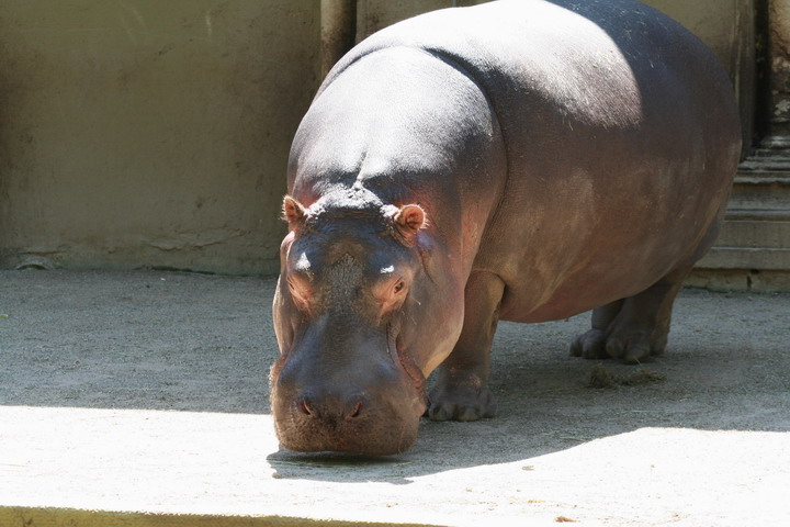 Hippo_08_0014.JPG