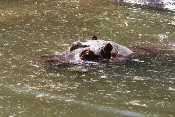 Hippo_08_0015.JPG