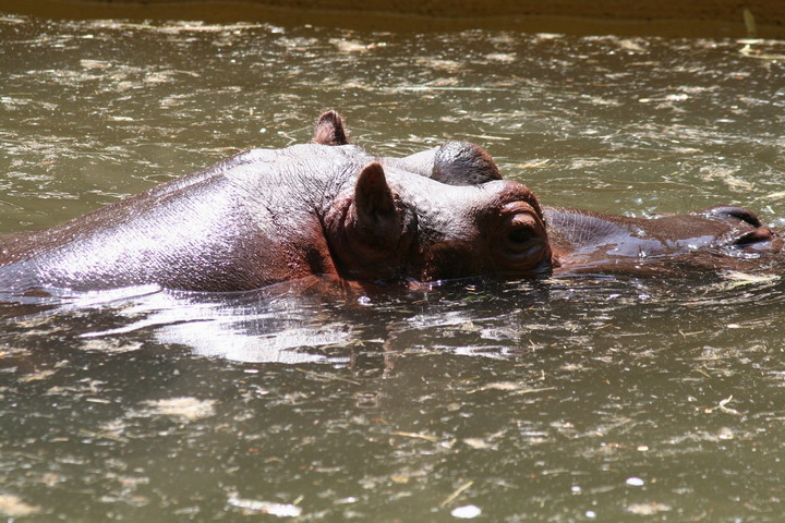 Hippo_08_0016.JPG