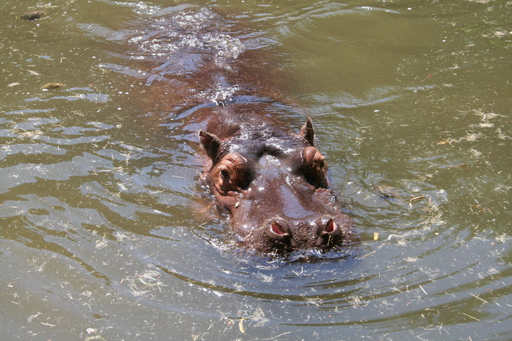 Hippo_08_0017.JPG
