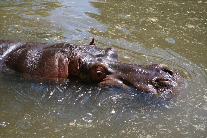 Hippo_08_0019.JPG
