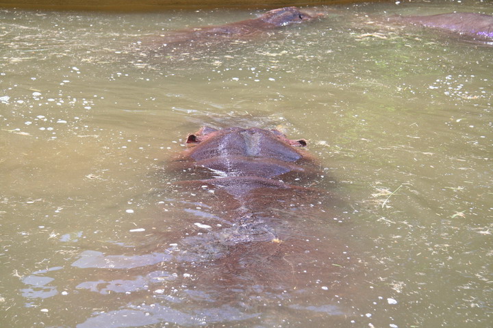 Hippo_08_0020.JPG